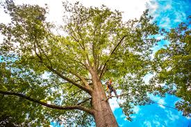 How Our Tree Care Process Works  in  Smithville, MO